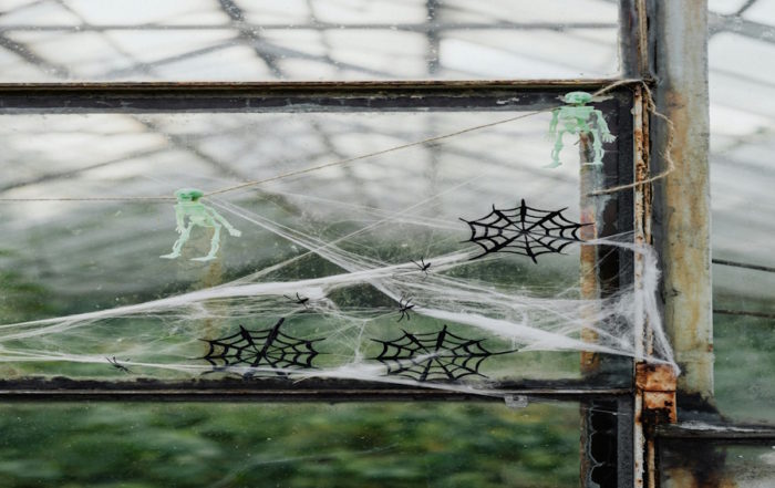 Halloween en Colonia: Esqueletos verdes y decoraciones de telaraña negra en un marco de ventana.