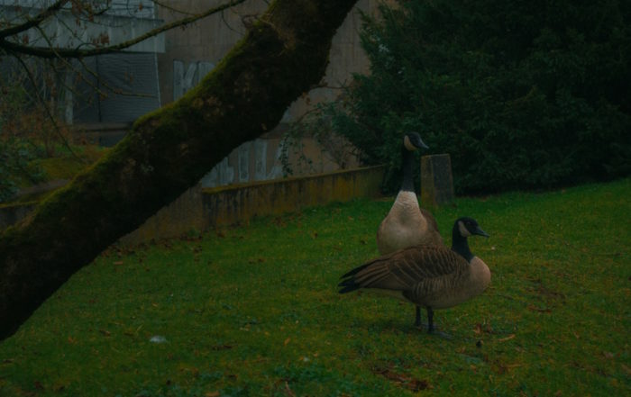 Elves of Cologne in a magical place, where ducks and other animals always greet them.