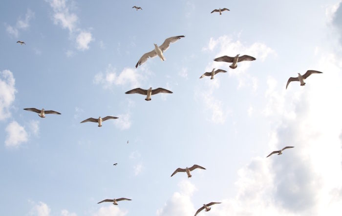 Libertad para volar sin límites
