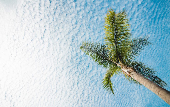 Traumboys under the Palm Tree Sky