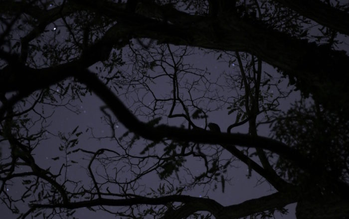 Home 12 Spooky Halloween Tree Branches Silhouette Against Night Sky