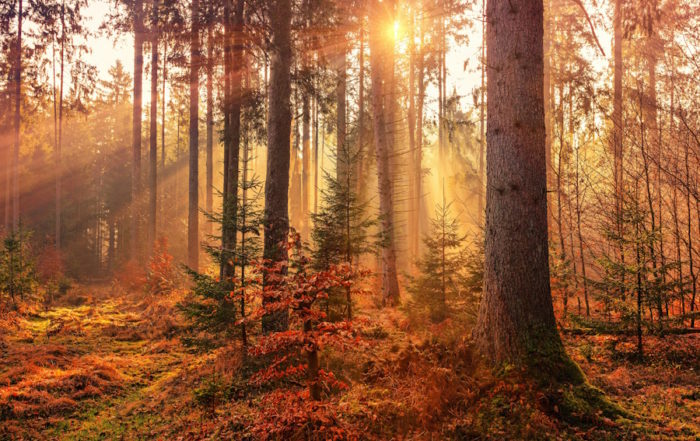 Traumboys | Sonnenbeschienener Herbstwald - Mystische Strahlen durch die Herbstbäume