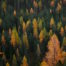Traumboys | Herbstwald-Wasserfall - Goldene Blätter & Fließendes Wasser